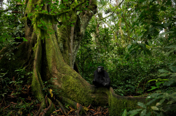 密林のチンパンジー